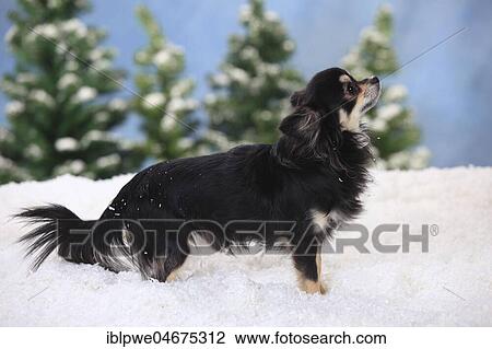 Chihuahua, long-haired, male dog, black-cream-white View Large Photo Image Stock Image - Chihuahua, long-haired, male dog, black-cream-white. Fotosearch