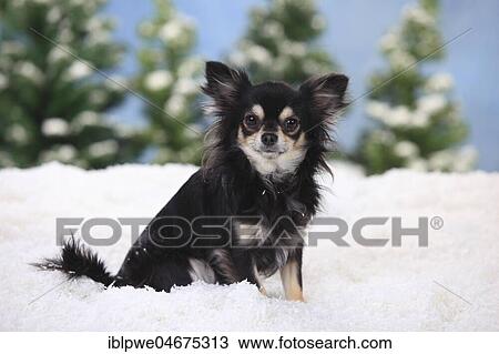 Stock Image - Chihuahua, long-haired, male dog, black-cream-white, sits in artificial snow, winterly. Fotosearch