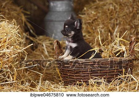 Chihuahua, long-haired, puppy, in wicker basket in straw View Large Photo Image Stock Image - Chihuahua, long-haired, puppy, in wicker basket in straw. Fotosearch