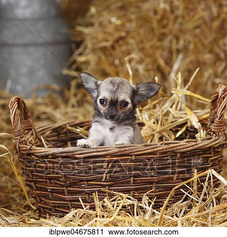 Chihuahua, long-haired, puppy, in wicker basket in straw View Large Photo Image Stock Image - Chihuahua, long-haired, puppy, in wicker basket in straw. Fotosearch