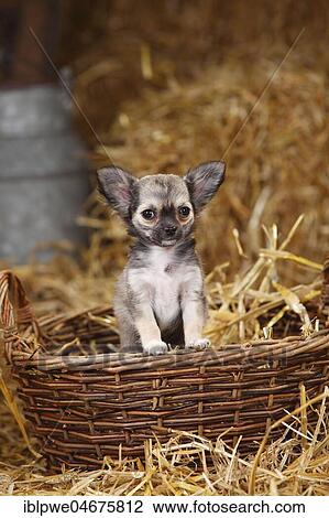 Chihuahua, long-haired, puppy, in wicker basket in straw View Large Photo Image Stock Image - Chihuahua, long-haired, puppy, in wicker basket in straw. Fotosearch