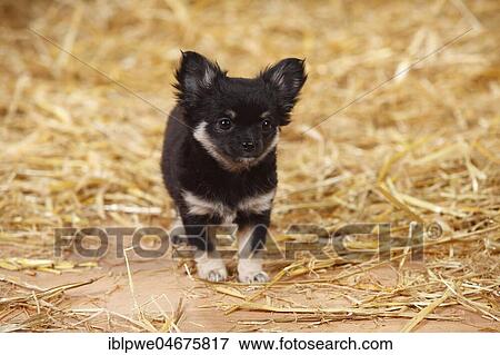 Chihuahua, long-haired, puppy, in straw View Large Photo Image Stock Photo - Chihuahua, long-haired, puppy, in straw. Fotosearch