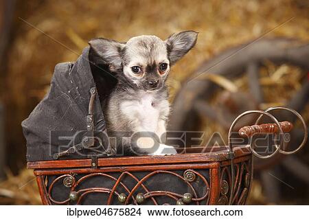 Picture - Chihuahua, long haired, puppy, sitting in an old doll carriage. Fotosearch