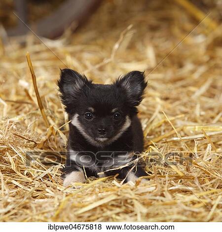 Chihuahua, long-haired puppy, sitting on straw View Large Photo Image Stock Photo - Chihuahua, long-haired puppy, sitting on straw. Fotosearch