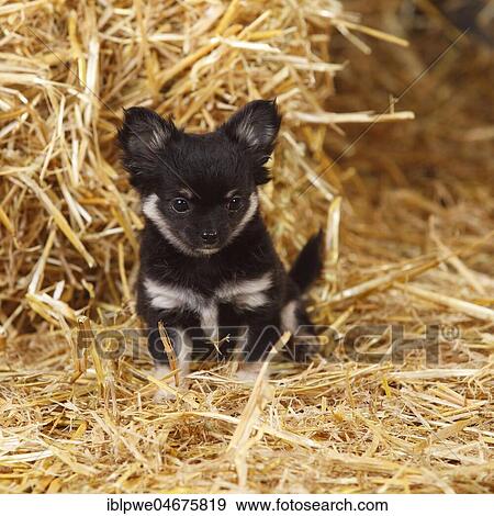 Chihuahua, long-haired puppy, sitting on straw View Large Photo Image Stock Photo - Chihuahua, long-haired puppy, sitting on straw. Fotosearch