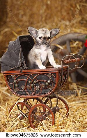 Stock Photograph - Chihuahua, long haired, puppy, sitting in an old doll carriage. Fotosearch