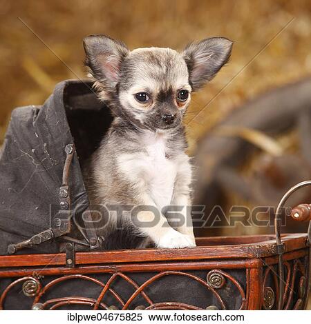 Chihuahua, long haired, puppy, sitting in an old doll carriage View Large Photo Image Stock Photography - Chihuahua, long haired, puppy, sitting in an old doll carriage. Fotosearch