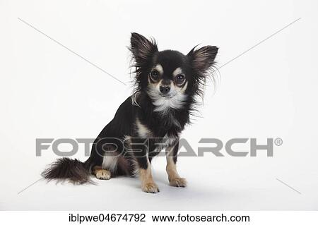 Chihuahua, long-haired, black-cream-white, sitting, white background View Large Photo Image Stock Image - Chihuahua, long-haired, black-cream-white, sitting, white background. Fotosearch