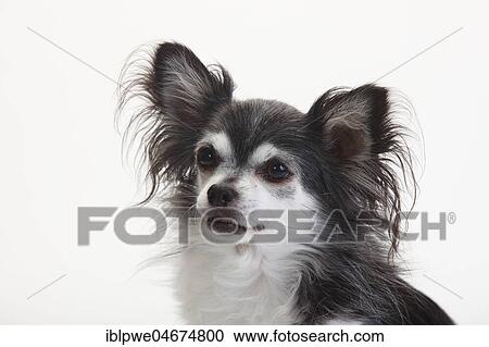Chihuahua, longhaired, black with white, 10 years old dog, animal portrait, white background View Large Photo Image Stock Image - Chihuahua, longhaired, black with white, 10 years old dog, animal portrait, white background. Fotosearch