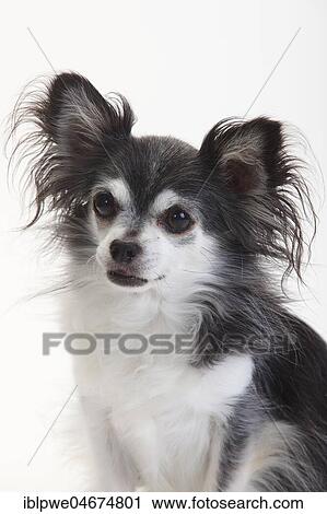 Stock Image - Chihuahua, longhaired, black with white, 10 years old dog, animal portrait, white background. Fotosearch