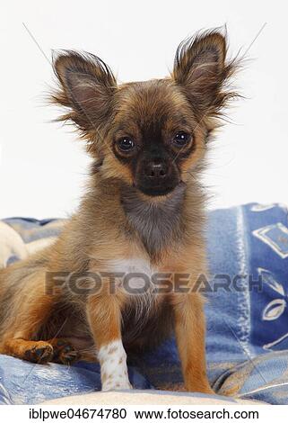 Chihuahua, puppy, long-haired, 4 months, sits on pillow, white background View Large Photo Image Stock Image - Chihuahua, puppy, long-haired, 4 months, sits on pillow, white background. Fotosearch