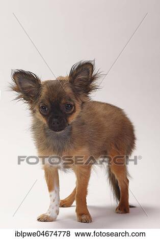 Chihuahua, puppy, long-haired, 4 months, standing, white background View Large Photo Image Stock Photo - Chihuahua, puppy, long-haired, 4 months, standing, white background. Fotosearch