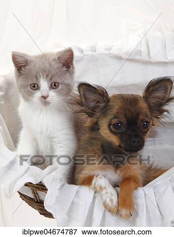 Chihuahua, puppy, long-haired, 4 months, and British long-haired cat or highlander, fawn-white, kitten, 9 weeks, sitting together in basket View Large Photo Image Stock Photo - Chihuahua, puppy, long-haired, 4 months, and British long-haired cat or highlander, fawn-white, kitten, 9 weeks, sitting together in basket. Fotosearch