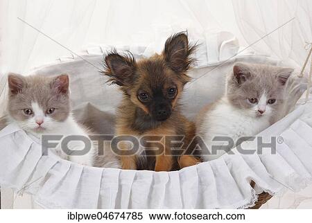 Stock Photography - Chihuahua, puppy, long-haired, 4 months, and British long-haired cats or highlanders, fawn-white, kitten, 9 weeks, sitting together in basket. Fotosearch