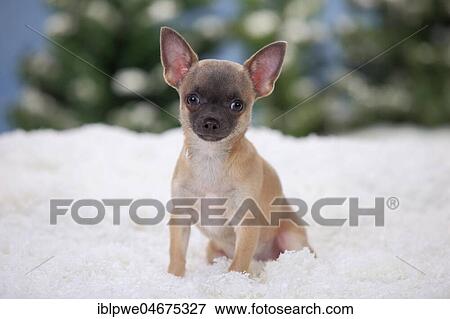 Stock Photo - Chihuahua, shorthaired, puppy, blue, 4 months, sits in artificial snow, winterly. Fotosearch