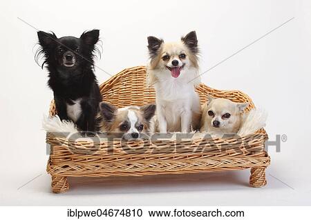 Chihuahuas, long-haired and short-haired, four dogs sitting on sofa, couch, dog sofa, white background View Large Photo Image Stock Image - Chihuahuas, long-haired and short-haired, four dogs sitting on sofa, couch, dog sofa, white background. Fotosearch