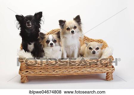 Chihuahuas, long-haired and short-haired, four dogs sitting on sofa, couch, dog sofa, white background View Large Photo Image Stock Photo - Chihuahuas, long-haired and short-haired, four dogs sitting on sofa, couch, dog sofa, white background. Fotosearch