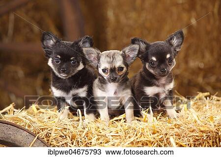 Stock Image - Chihuahuas, long-haired, puppies, sitting in straw. Fotosearch