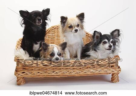 Chihuahuas, longhaired, four dogs sitting on sofa, couch, dog sofa, white background View Large Photo Image Picture - Chihuahuas, longhaired, four dogs sitting on sofa, couch, dog sofa, white background. Fotosearch
