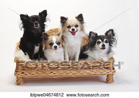 Chihuahuas, longhaired, four dogs sitting on sofa, couch, dog sofa, white background View Large Photo Image Stock Image - Chihuahuas, longhaired, four dogs sitting on sofa, couch, dog sofa, white background. Fotosearch