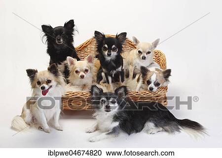 Chihuahuas, longhaired, many dogs sit on sofa, couch, dog sofa, white background View Large Photo Image Stock Image - Chihuahuas, longhaired, many dogs sit on sofa, couch, dog sofa, white background. Fotosearch