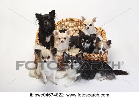 Stock Image - Chihuahuas, longhaired, many dogs sit on sofa, couch, dog sofa, white background. Fotosearch