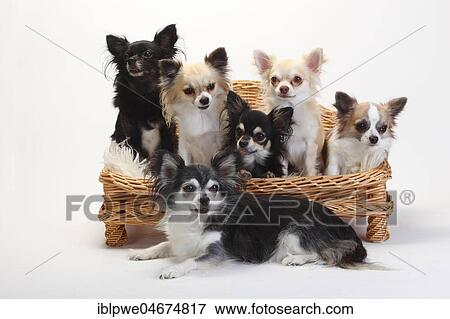 Stock Photo - Chihuahuas, longhaired, many dogs sit on sofa, couch, dog sofa, white background. Fotosearch