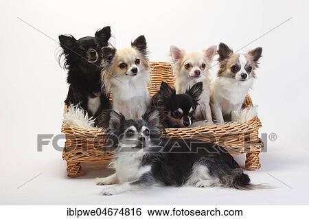 Stock Photograph - Chihuahuas, longhaired, many dogs sit on sofa, couch, dog sofa, white background. Fotosearch