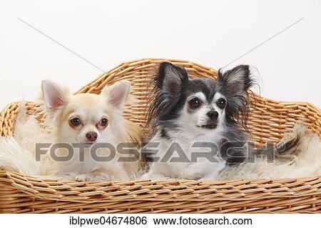 Stock Photograph - Chihuahuas, longhaired, two dogs lying on sofa, couch, dog sofa, white background. Fotosearch