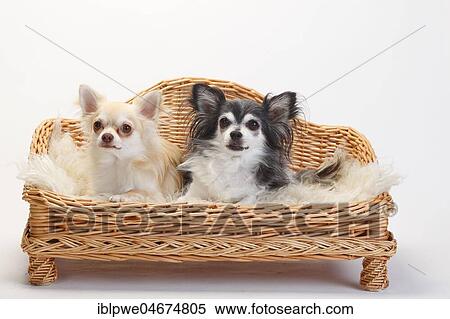Chihuahuas, longhaired, two dogs sitting on sofa, couch, dog sofa, white background View Large Photo Image Stock Photography - Chihuahuas, longhaired, two dogs sitting on sofa, couch, dog sofa, white background. Fotosearch
