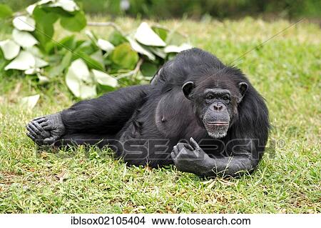 Chimpanzee (Pan troglodytes troglodytes), subadult, resting, captive, Florida, USA, North America View Large Photo Image Picture - Chimpanzee (Pan troglodytes troglodytes), subadult, resting, captive, Florida, USA, North America. Fotosearch