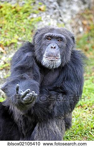 Chimpanzee (Pan troglodytes troglodytes), male, begging, captive, Florida, USA, North America View Large Photo Image Stock Image - Chimpanzee (Pan troglodytes troglodytes), male, begging, captive, Florida, USA, North America. Fotosearch