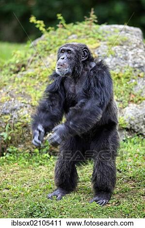 Chimpanzee (Pan troglodytes troglodytes), male, standing upright, captive, Florida, USA, North America View Large Photo Image Stock Image - Chimpanzee (Pan troglodytes troglodytes), male, standing upright, captive, Florida, USA, North America. Fotosearch