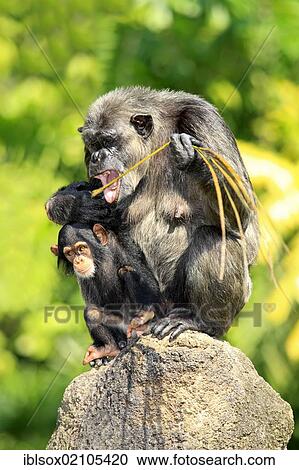 Chimpanzee (Pan troglodytes troglodytes), mother, female, feeding, and young, captive, Singapore, Southeast Asia, Asia View Large Photo Image Stock Image - Chimpanzee (Pan troglodytes troglodytes), mother, female, feeding, and young, captive, Singapore, Southeast Asia, Asia. Fotosearch