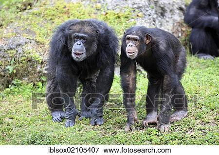 Stock Photo - Chimpanzee (Pan troglodytes troglodytes), subadult and mother, captive, Florida, USA, North America. Fotosearch