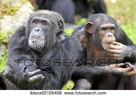 Stock Photo - Chimpanzee (Pan troglodytes troglodytes), subadult and mother, captive, Florida, USA, North America. Fotosearch