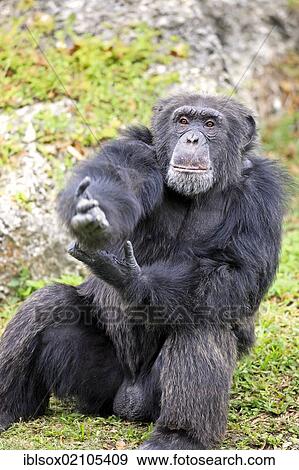 Stock Photo - Chimpanzee (Pan troglodytes troglodytes), male, begging, captive, Florida, USA, North America. Fotosearch