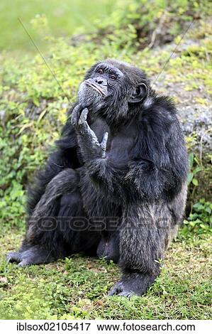 Stock Photo - Chimpanzee (Pan troglodytes troglodytes), male, scratching his chin, captive, Florida, USA, North America. Fotosearch