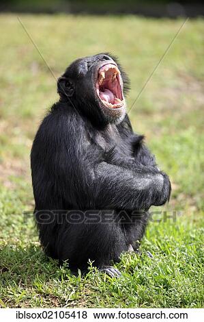 Chimpanzee (Pan troglodytes troglodytes), male, yawning, captive, Florida, USA, North America View Large Photo Image Stock Photo - Chimpanzee (Pan troglodytes troglodytes), male, yawning, captive, Florida, USA, North America. Fotosearch