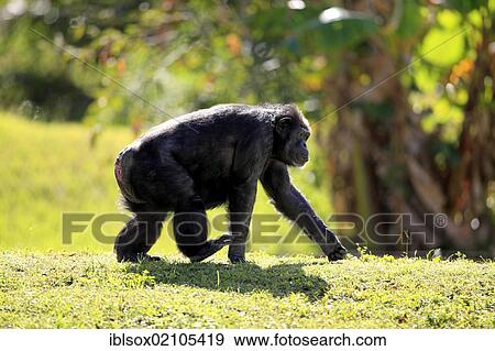 Chimpanzee (Pan troglodytes troglodytes), female, running, captive, Florida, USA, North America View Large Photo Image Stock Photo - Chimpanzee (Pan troglodytes troglodytes), female, running, captive, Florida, USA, North America. Fotosearch
