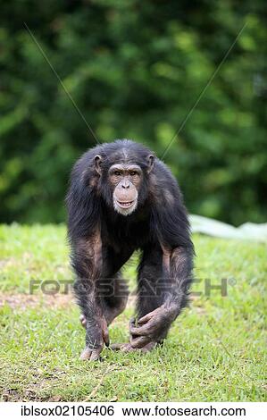 Stock Photograph - Chimpanzee (Pan troglodytes troglodytes), subadult, captive, Florida, USA, North America. Fotosearch