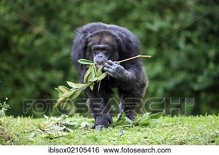 Chimpanzee (Pan troglodytes troglodytes), male, feeding, captive, Florida, USA, North America View Large Photo Image Stock Photograph - Chimpanzee (Pan troglodytes troglodytes), male, feeding, captive, Florida, USA, North America. Fotosearch