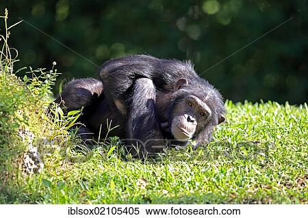 Chimpanzee (Pan troglodytes troglodytes), subadult, resting, captive, Florida, USA, North America View Large Photo Image Stock Photography - Chimpanzee (Pan troglodytes troglodytes), subadult, resting, captive, Florida, USA, North America. Fotosearch