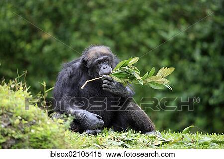 Stock Photography - Chimpanzee (Pan troglodytes troglodytes), male, feeding, captive, Florida, USA, North America. Fotosearch