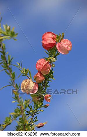 Chinese Lantern (Nymania capensis), bush, flowering, Karoo Desert Botanical Garden, Worcester, Western Cape, South Africa, Africa View Large Photo Image Stock Photograph - Chinese Lantern (Nymania capensis), bush, flowering, Karoo Desert Botanical Garden, Worcester, Western Cape, South Africa, Africa. Fotosearch