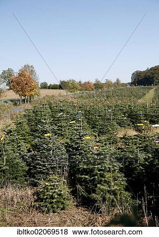 Christmas trees shortly before being sold, with identification, Christmas tree nursery, Bergisch Land, North Rhine-Westphalia, Germany, Europe View Large Photo Image Stock Photo - Christmas trees shortly before being sold, with identification, Christmas tree nursery, Bergisch Land, North Rhine-Westphalia, Germany, Europe. Fotosearch