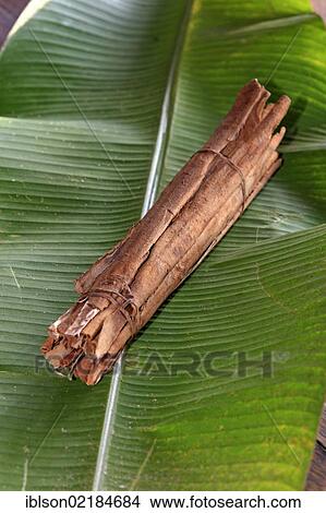 Picture - Cinnamon (Cinnamomum verum) on a banana leaf, Nosy Be, Madagascar, Africa. Fotosearch