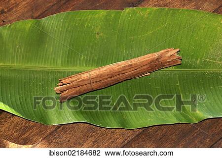 Stock Image - Cinnamon (Cinnamomum verum) on a banana leaf, Nosy Be, Madagascar, Africa. Fotosearch