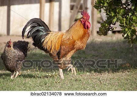Cock and hen, free-range View Large Photo Image Stock Photo - Cock and hen, free-range. Fotosearch