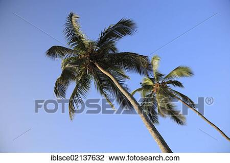 Coconut Palms (Cocos nucifera), Zanzibar, Tanzania, Africa View Large Photo Image Stock Image - Coconut Palms (Cocos nucifera), Zanzibar, Tanzania, Africa. Fotosearch